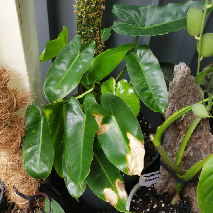 plant image 1545498