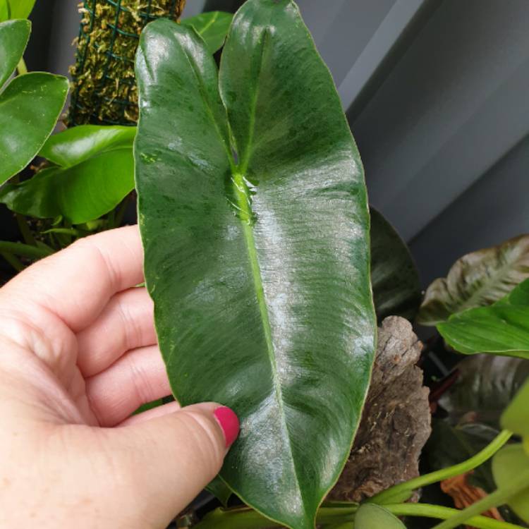 plant image 1545499
