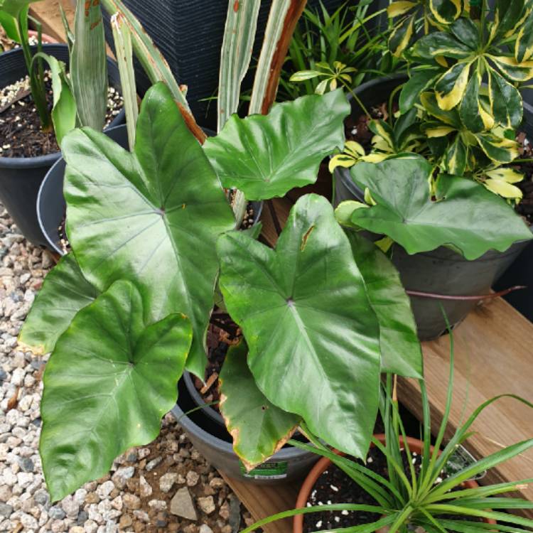 plant image 1545506 plant image 1545506