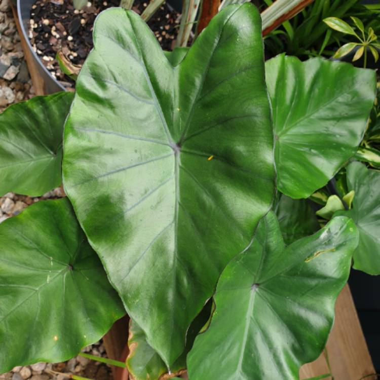 plant image 1545511 plant image 1545511