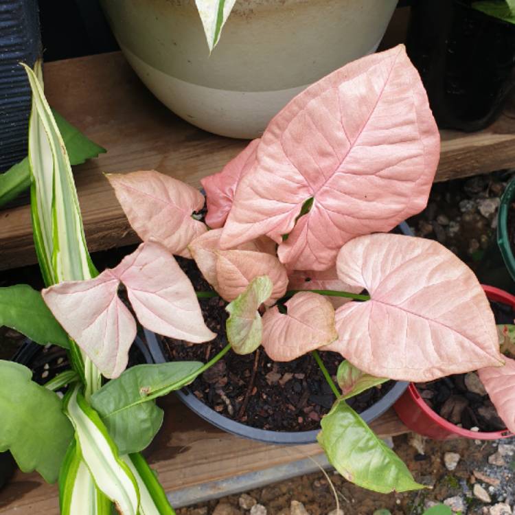 plant image 1545513