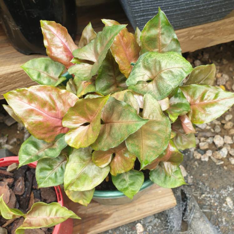 plant image 1545514
