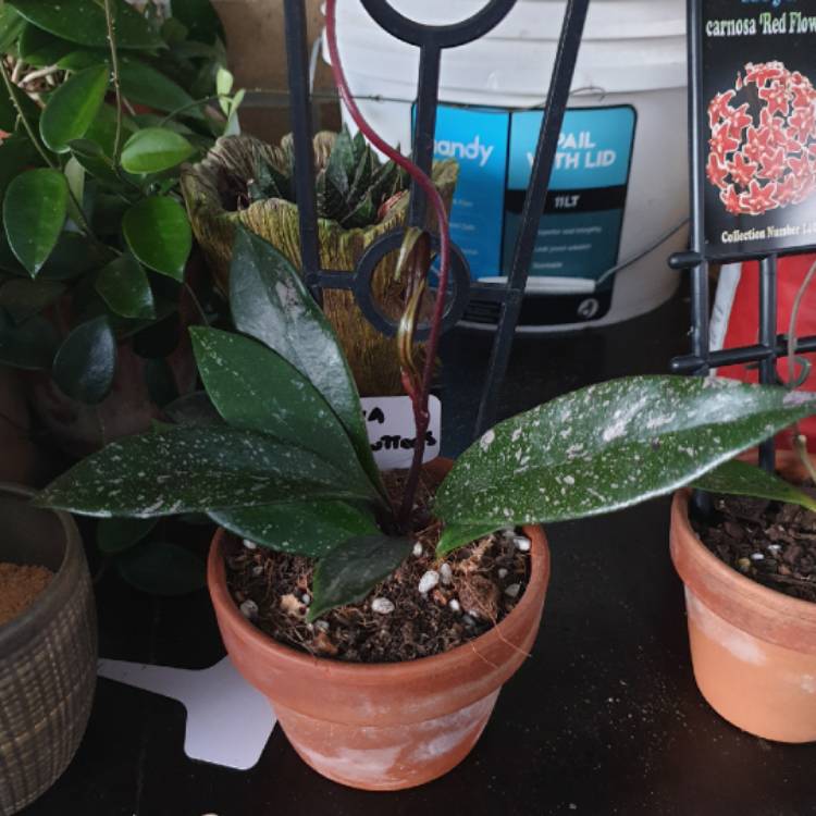 plant image 1546498