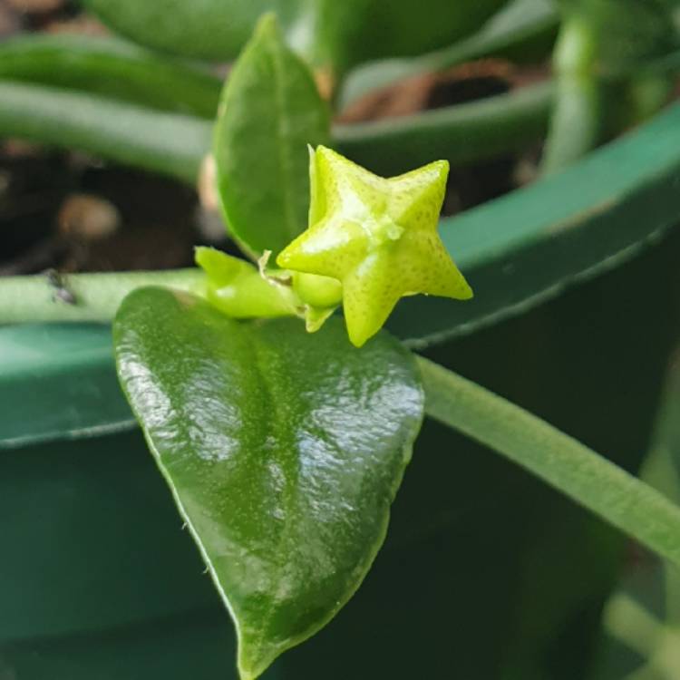 plant image 1550338 plant image 1550338