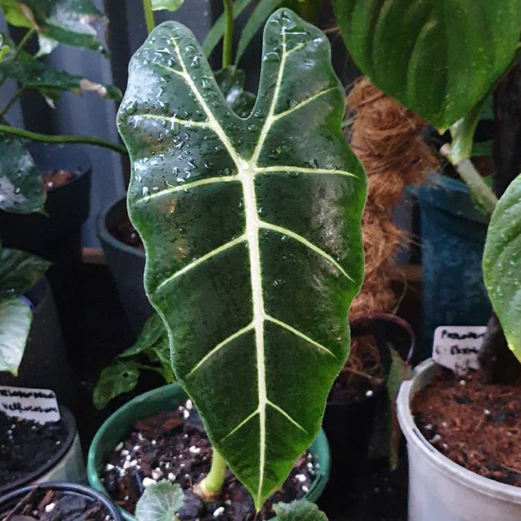 plant image 1550351 plant image 1550351