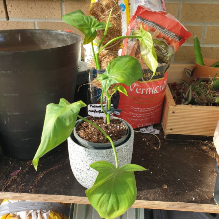 plant image 1550394