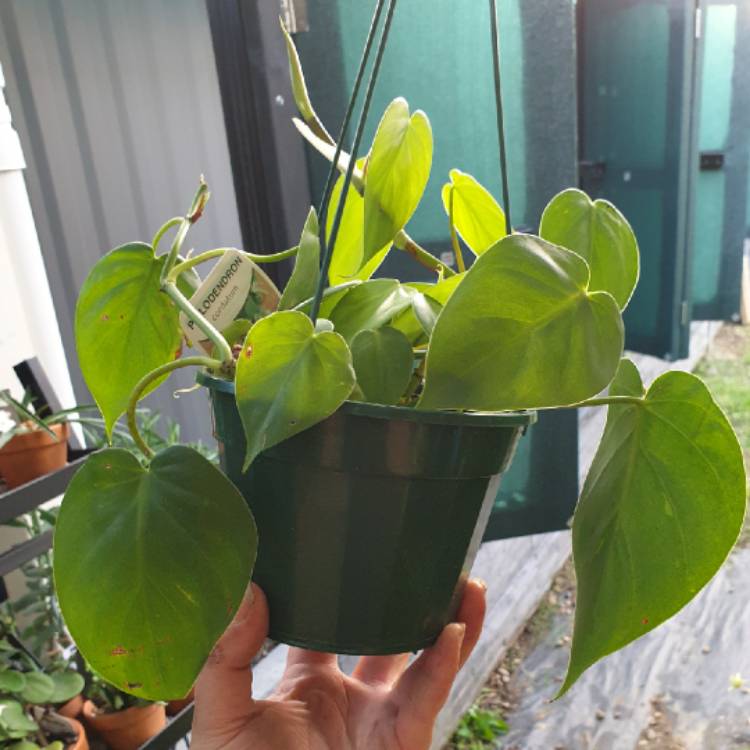 plant image 1550410
