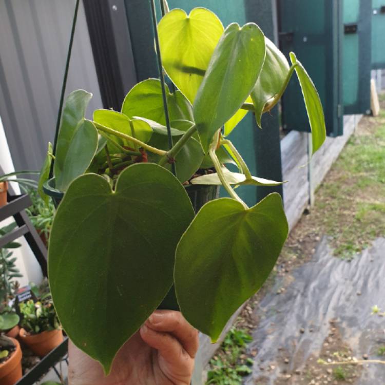 plant image 1550411