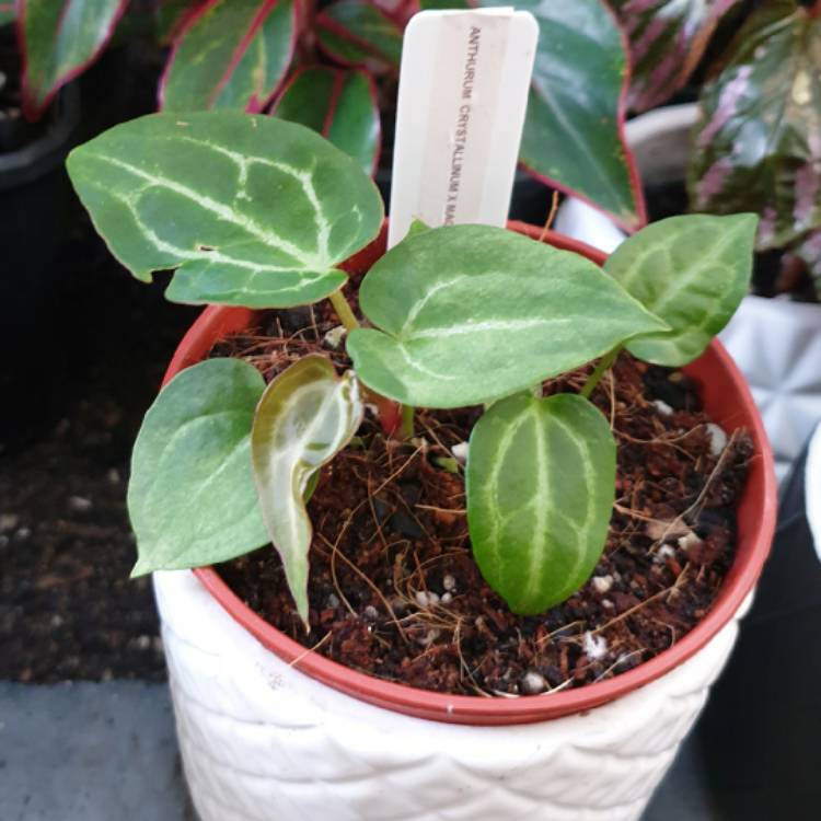 plant image 1550496