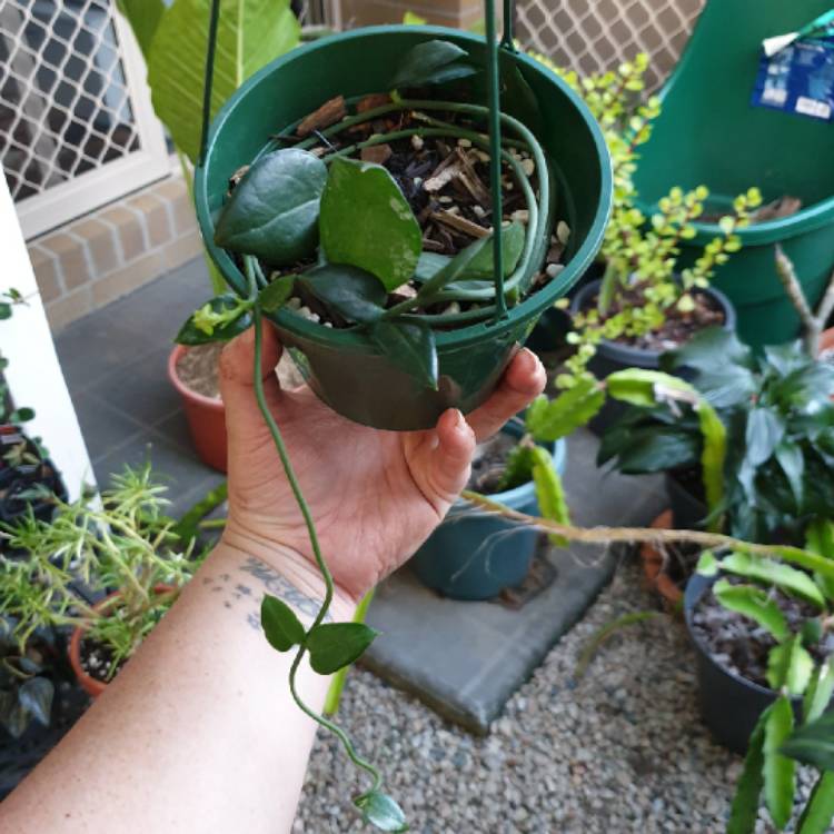 plant image 1550510 plant image 1550510