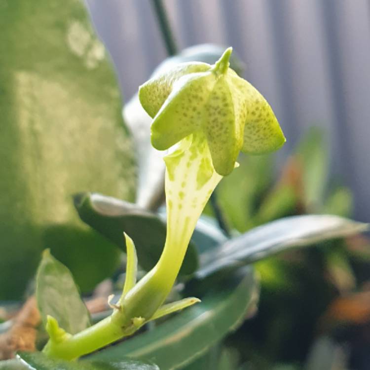 plant image 1550718 plant image 1550718