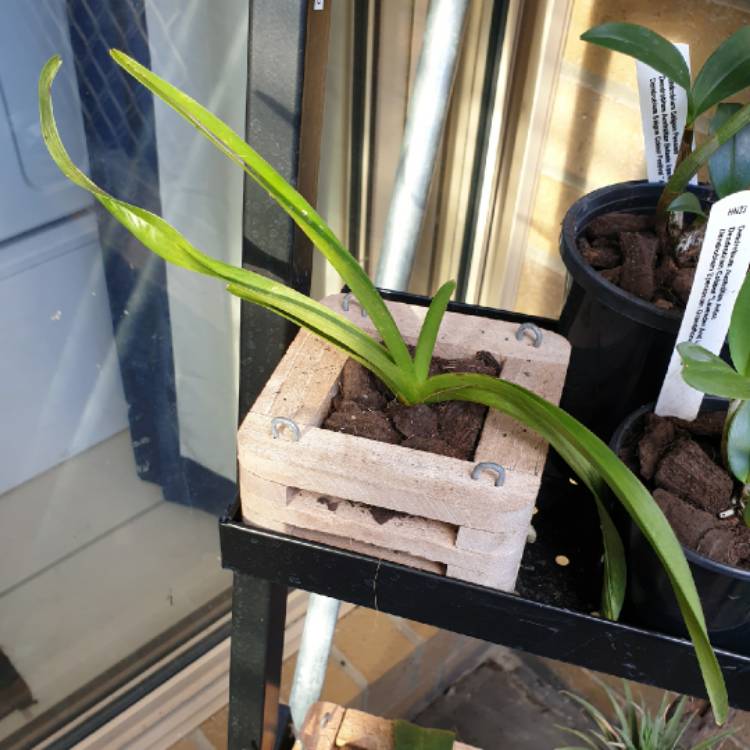 plant image 1551015