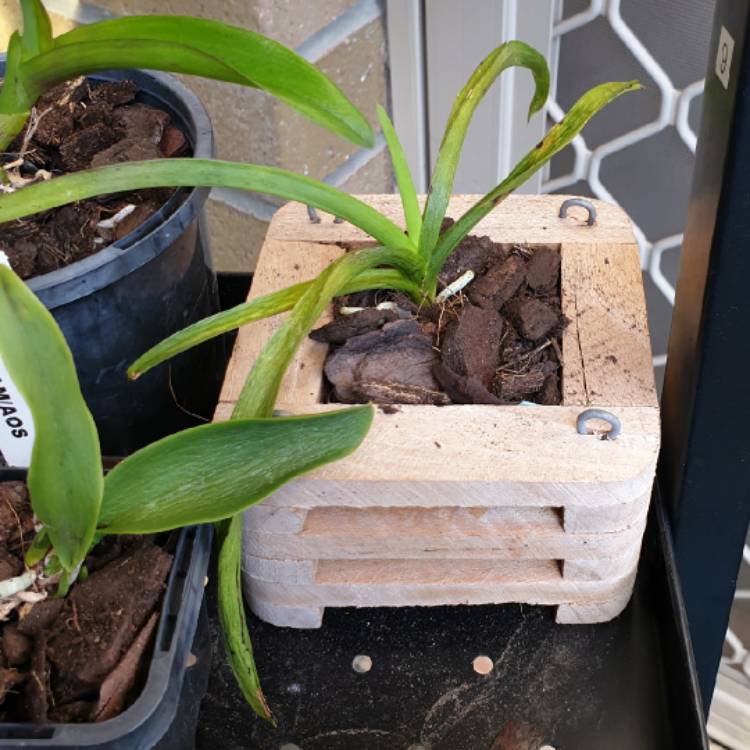 plant image 1551016