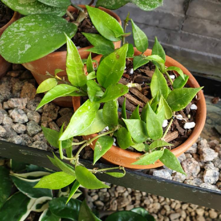 plant image 1551038 plant image 1551038