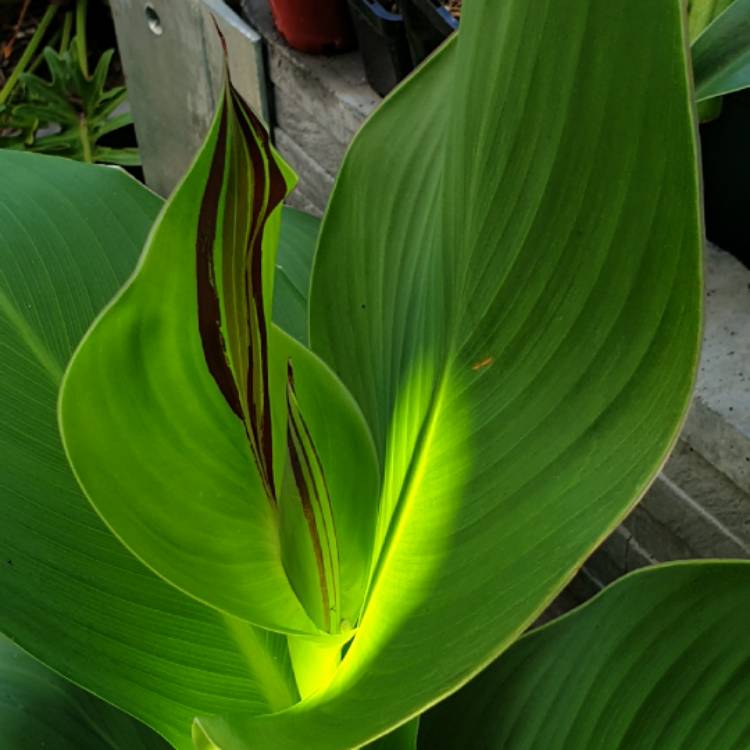 Plant image Canna 'Cleopatra' syn. Canna 'Yellow King Humbert', Canna 'Harlequin'