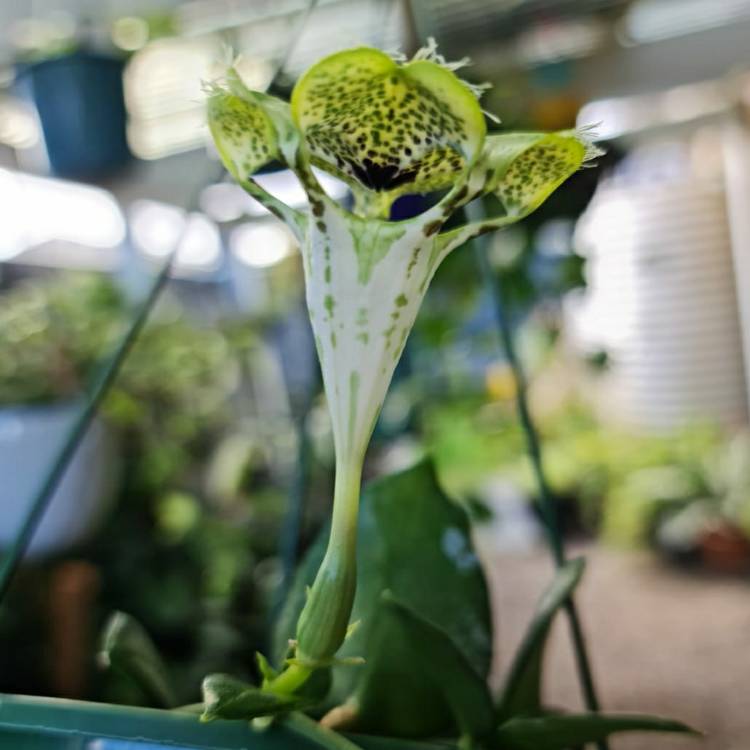 Plant image Ceropegia Sandersonii 