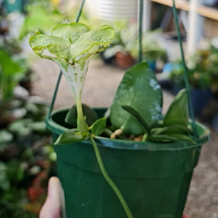 plant image 1551273 plant image 1551273