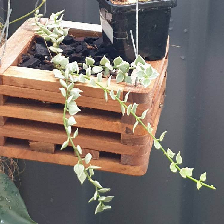 plant image 1551826