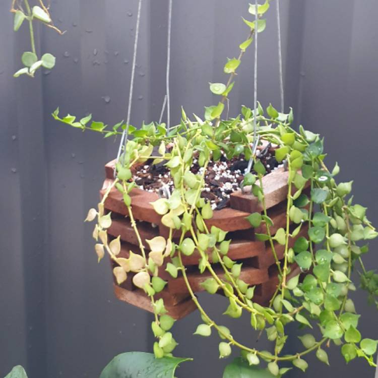 plant image 1551828