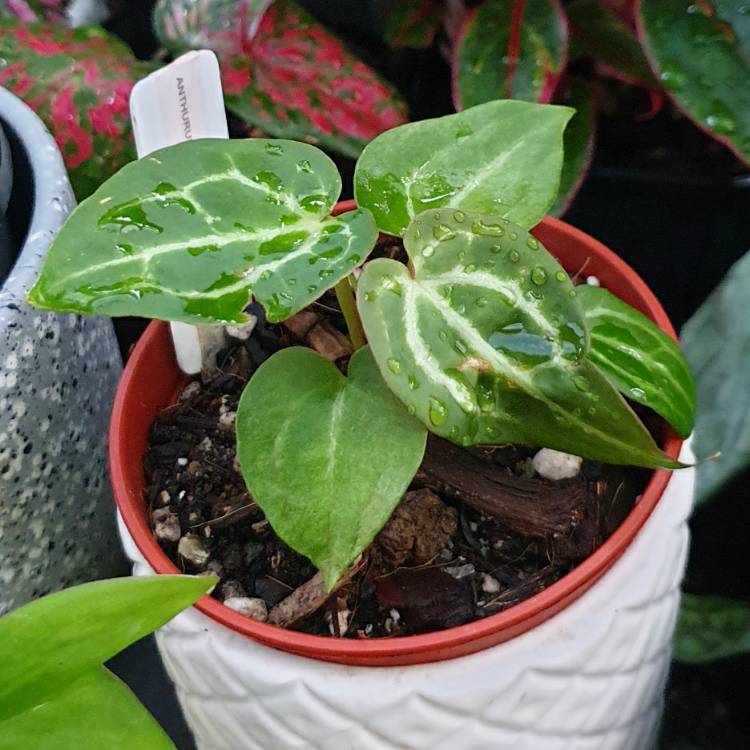 plant image 1551880