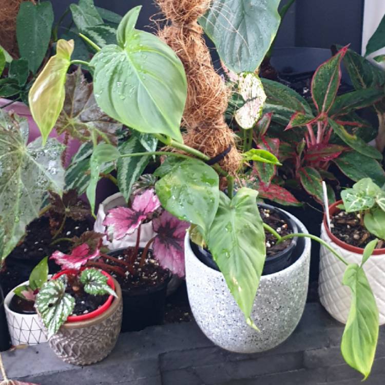 plant image 1551883