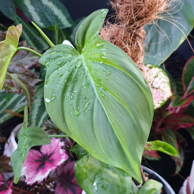 plant image 1551884
