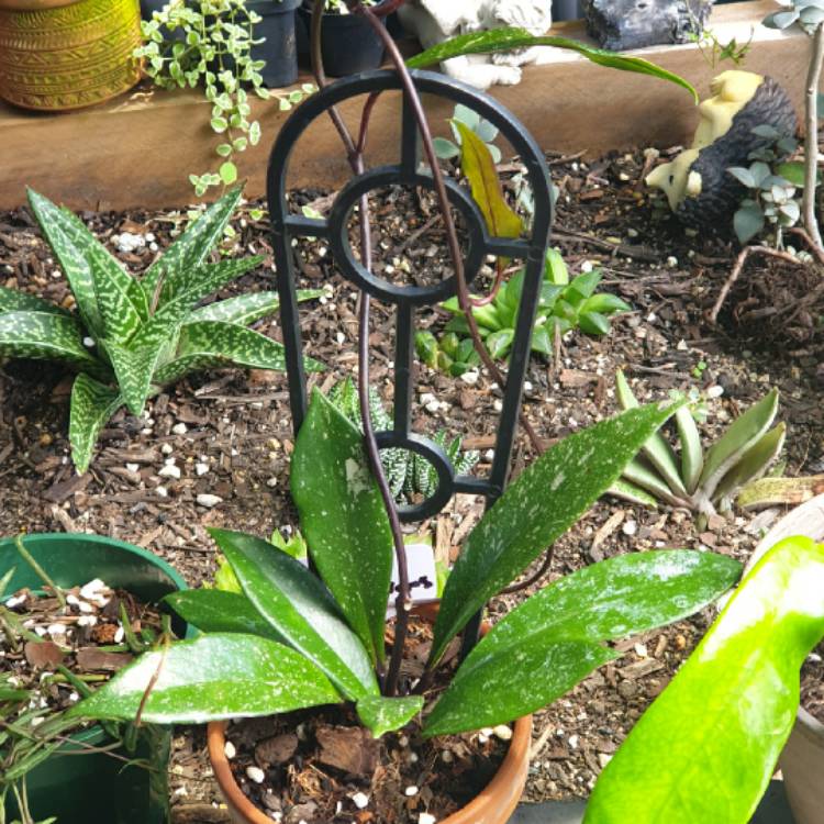 plant image 1551921