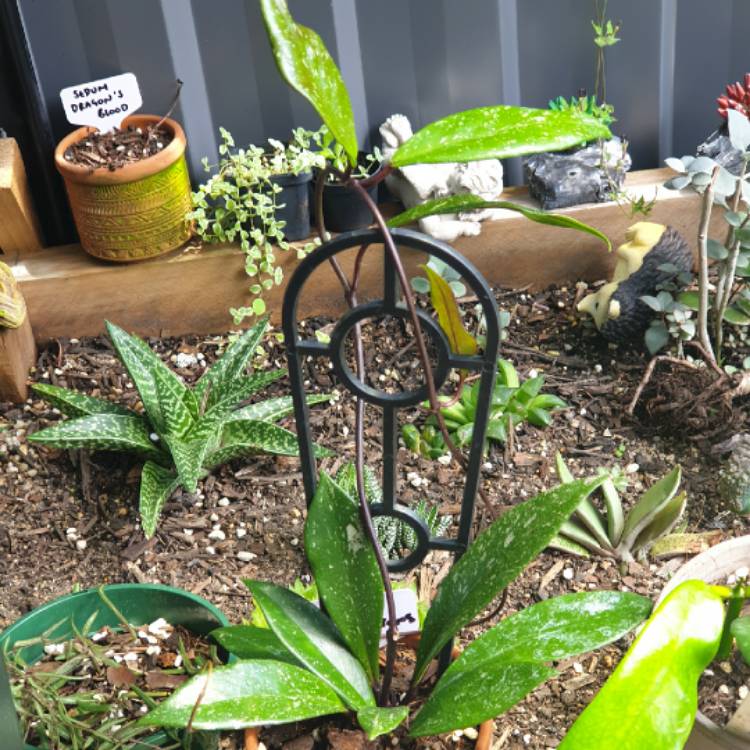 plant image 1551922