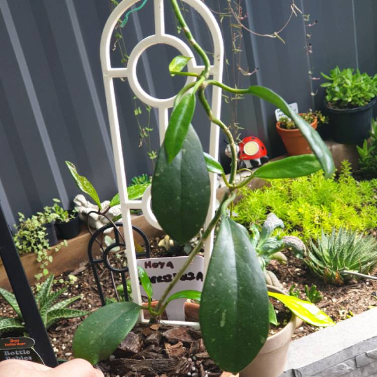 plant image 1551947