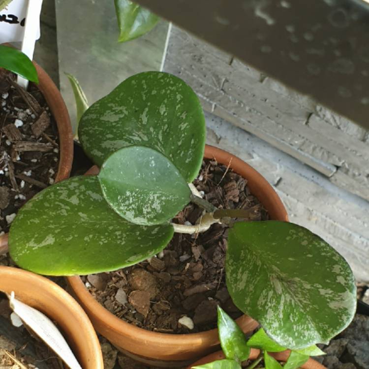 plant image 1551948