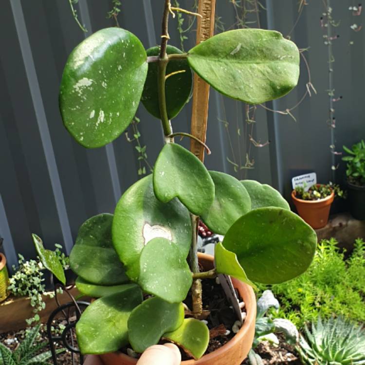 plant image 1551950
