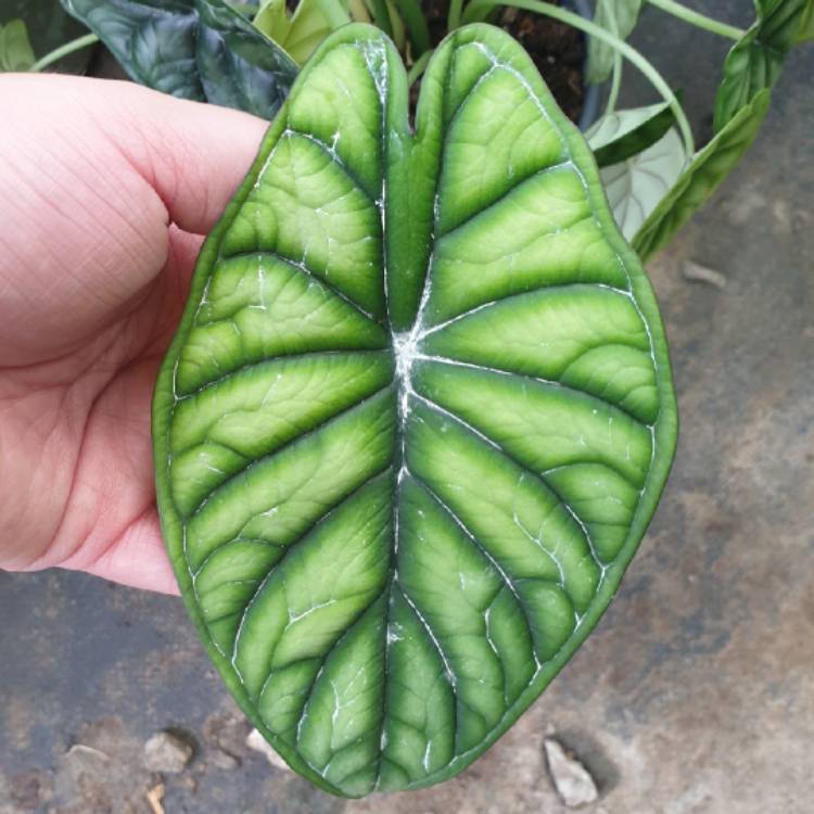 Plant image Alocasia baginda 'Dragon Scale'