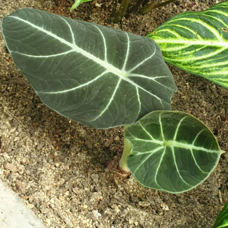 Plant image Alocasia 'Black Velvet'