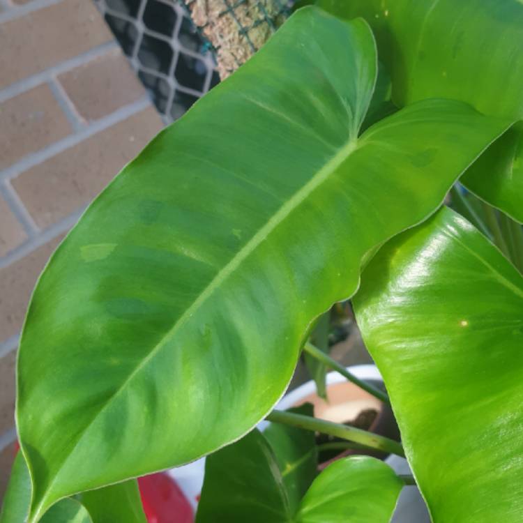plant image 1555411