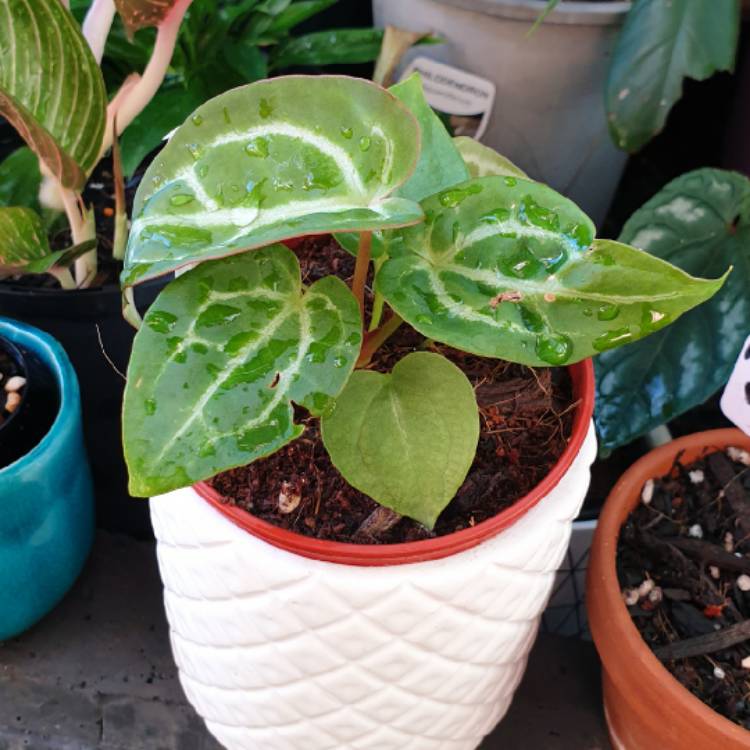 plant image 1556195