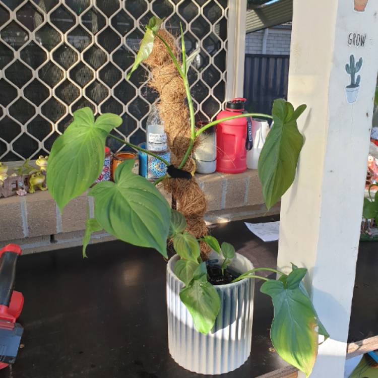 plant image 1556207