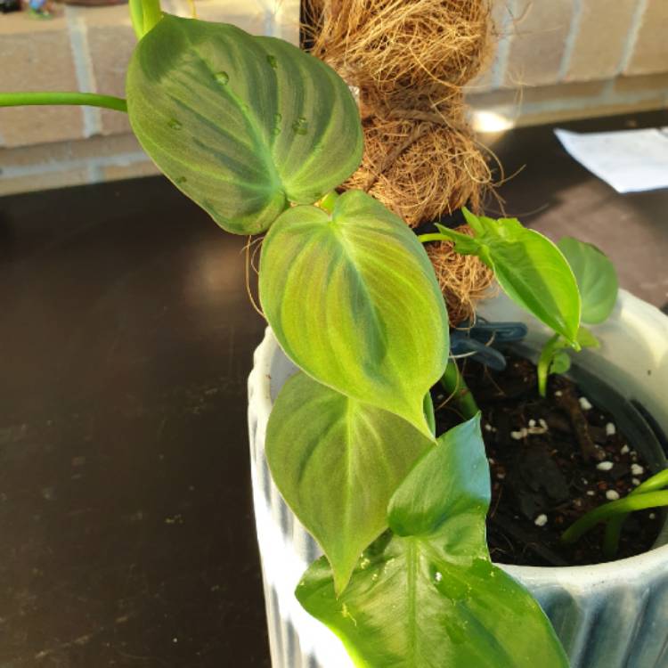 Plant image Philodendron camposportoanum