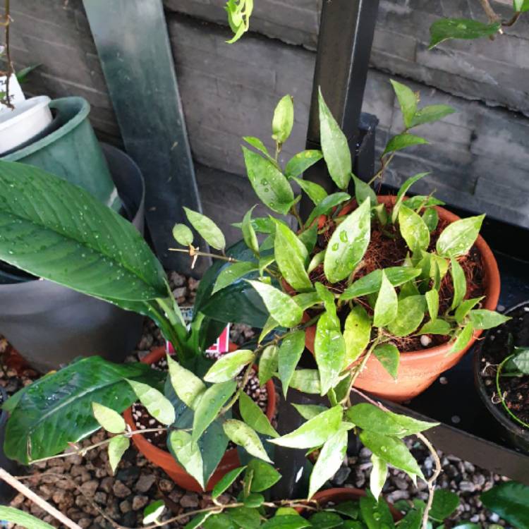 plant image 1556214 plant image 1556214