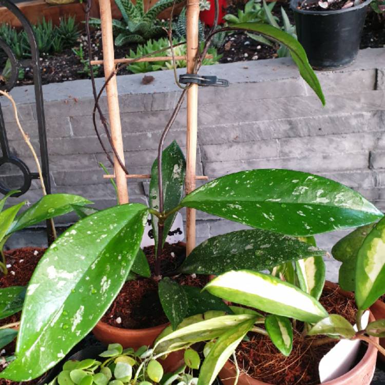 Plant image Hoya pubicalyx 'Red Buttons'