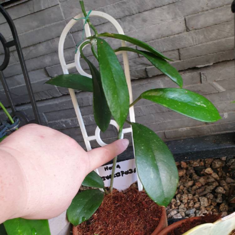 Plant image Hoya diversifolia