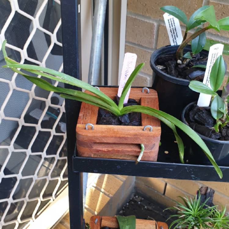 Plant image Vanda