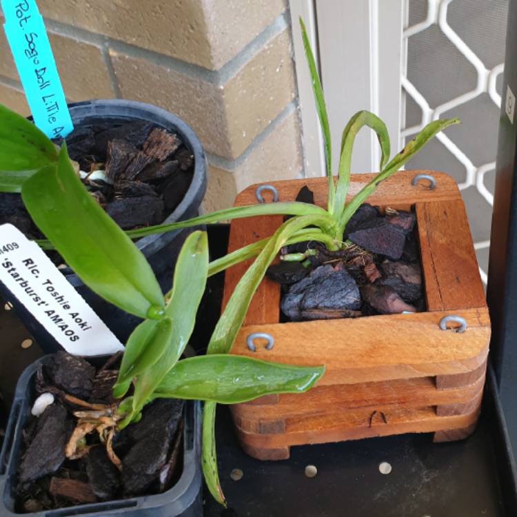 Plant image Vanda