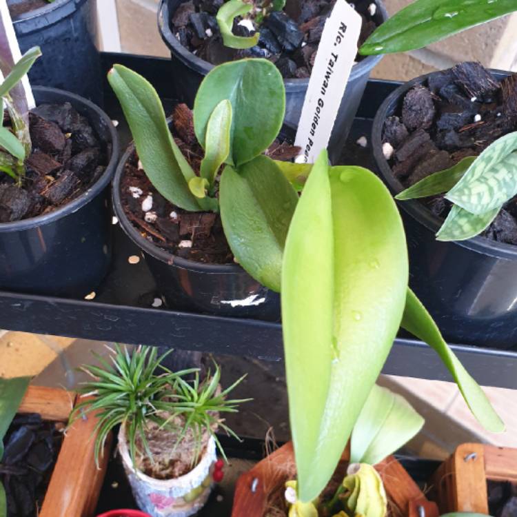Plant image Cattleya