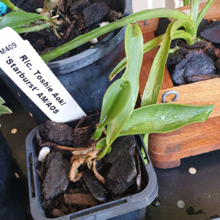 Plant image Cattleya