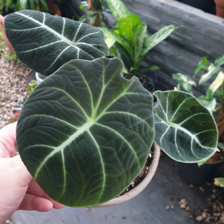plant image 1558216 plant image 1558216