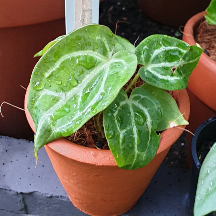 plant image 1558987