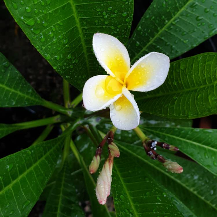 plant image 1563599 plant image 1563599