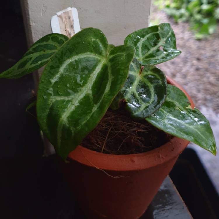 plant image 1563627