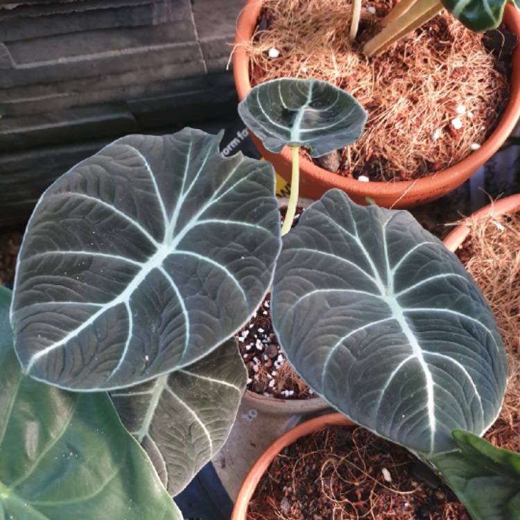 plant image 1564183 plant image 1564183