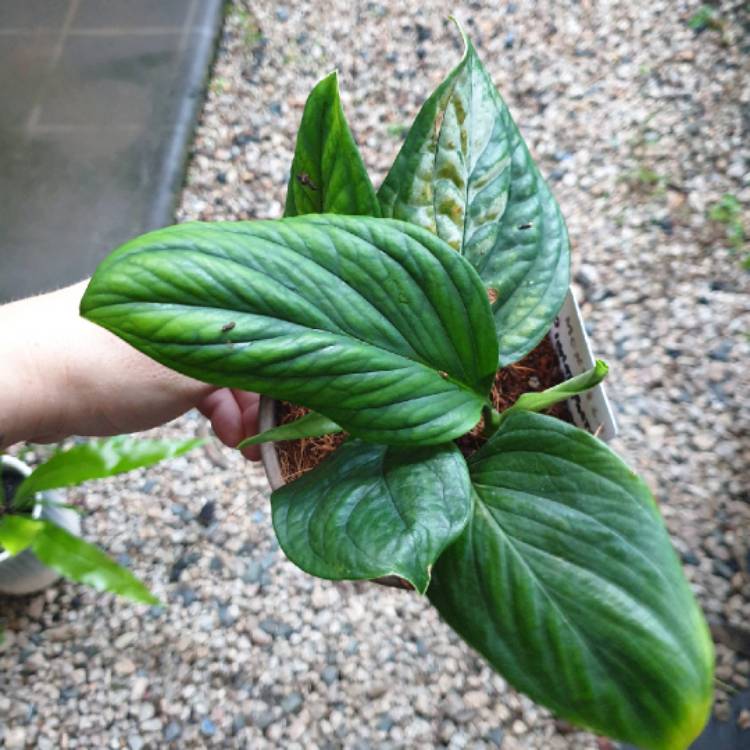 plant image 1564223 plant image 1564223